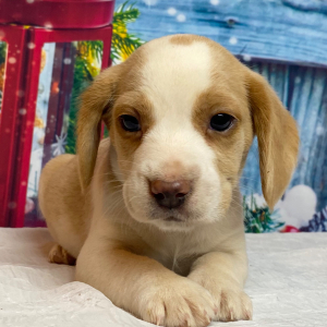 Beagle Puppy Aries