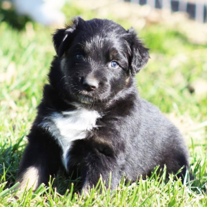 Australian Shepherd Puppy Frankenstein