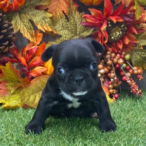 French Bulldog Puppy Jason