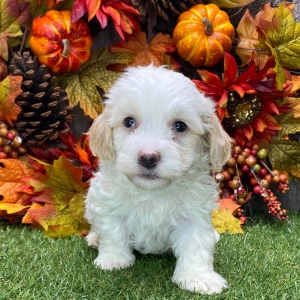 Havanese Puppy Vegas