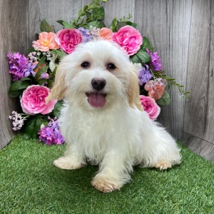 Havanese Puppy Vegas