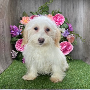 Havanese Puppy Vegas