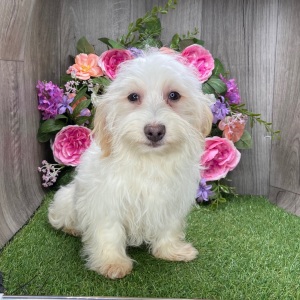 Havanese Puppy Vegas
