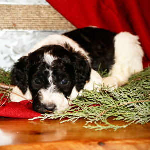 Goldendoodle Puppy Kota