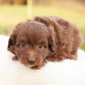 Aussiedoodle Puppy Faith