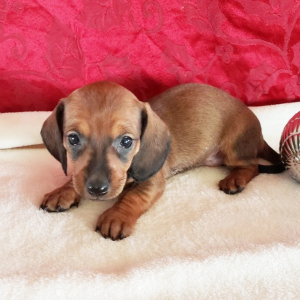 Dachshund Puppy Angel