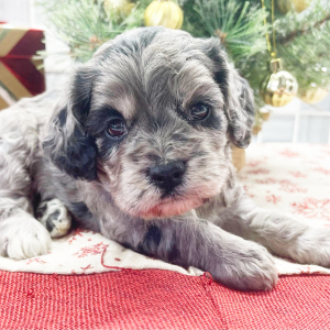 Cockapoo Puppy Gabby