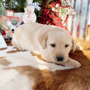 Labrador Retriever Puppy Buzz