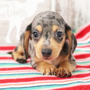 Dachshund Puppy Trenton