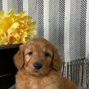 Goldendoodle Puppy Zane