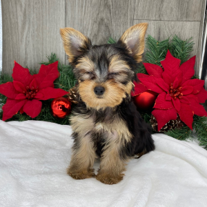 Yorkshire Terrier Puppy Asher