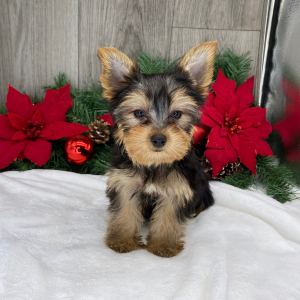 Yorkshire Terrier Puppy Asher