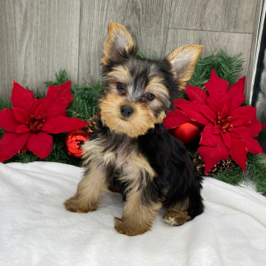 Yorkshire Terrier Puppy Asher