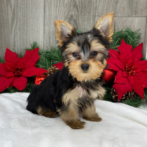 Yorkshire Terrier Puppy Asher