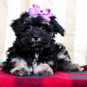 Havachon Puppy Lily