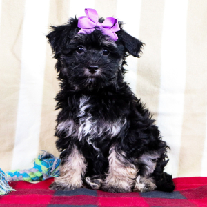 Havachon Puppy Lily