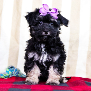 Havachon Puppy Lily