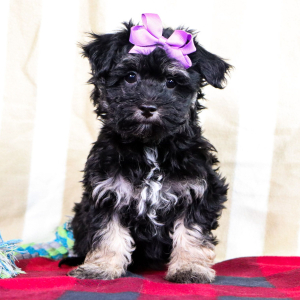 Havachon Puppy Lily