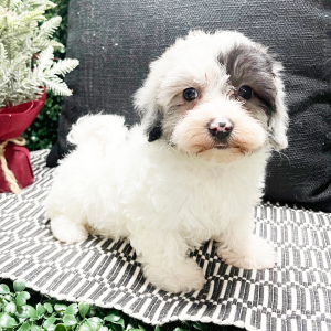 Havapoo Puppy Daisy