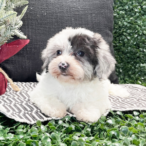 Havapoo Puppy Daisy