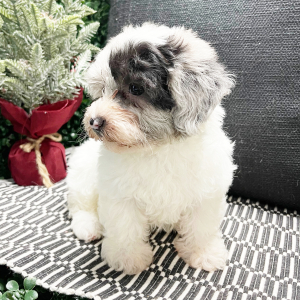 Havapoo Puppy Daisy
