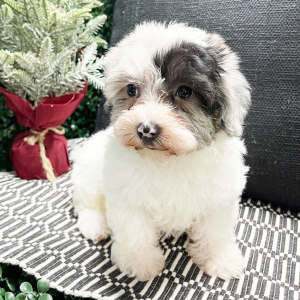 Havapoo Puppy Daisy