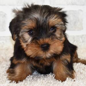 Yorkshire Terrier Puppy Luna