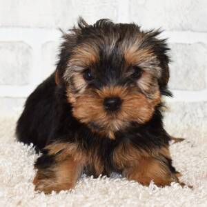 Yorkshire Terrier Puppy Luna
