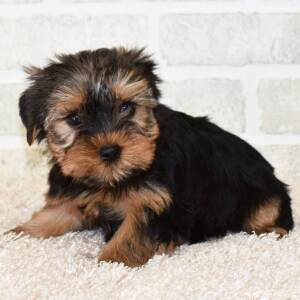 Yorkshire Terrier Puppy Luna