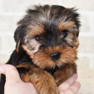 Yorkshire Terrier Puppy Luna