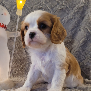 Cavalier King Charles Spaniel Puppy Dasher