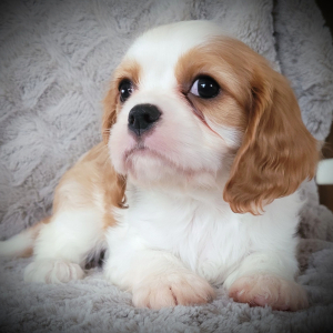 Cavalier King Charles Spaniel Puppy Dasher