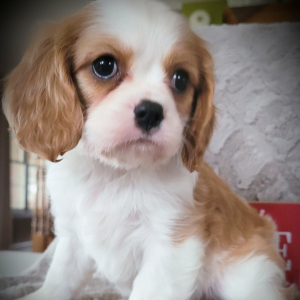 Cavalier King Charles Spaniel Puppy Dasher