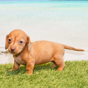 Dachshund Puppy Cali