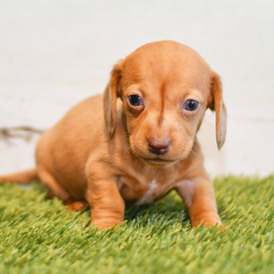 Dachshund Puppy Cali