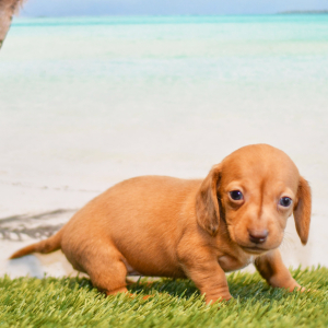 Dachshund Puppy Cali