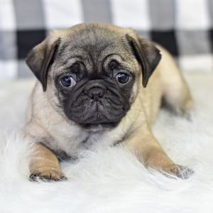 Pug Puppy Cruze