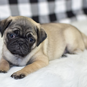 Pug Puppy Cruze