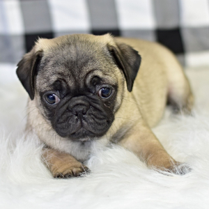 Pug Puppy Cruze
