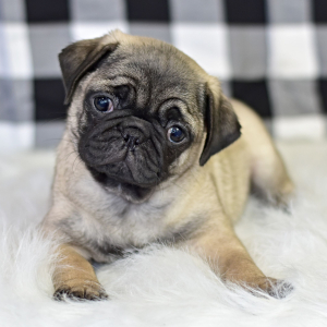 Pug Puppy Cruze
