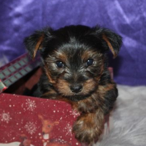 Yorkshire Terrier Puppy Lincoln
