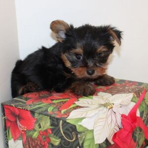 Yorkshire Terrier Puppy Lincoln