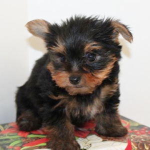 Yorkshire Terrier Puppy Lincoln