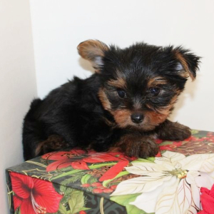Yorkshire Terrier Puppy Lincoln