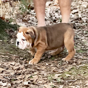 Bulldog Puppy Angus