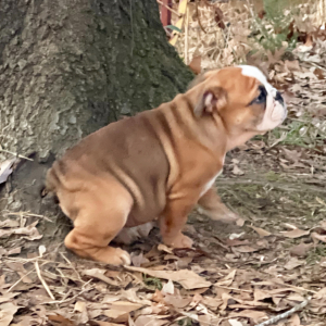 Bulldog Puppy Angus