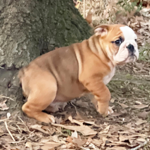 Bulldog Puppy Angus
