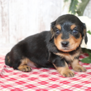 Dachshund Puppy Chico
