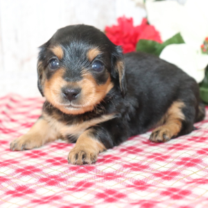 Dachshund Puppy Chico