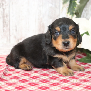 Dachshund Puppy Chico